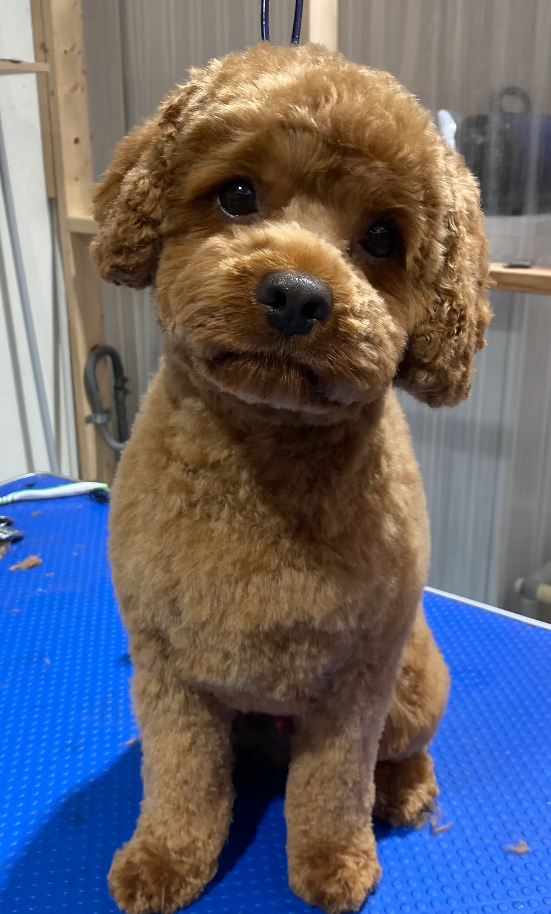 Apricot cavoodle on grooming table, teddy-bear trim, clean and fresh