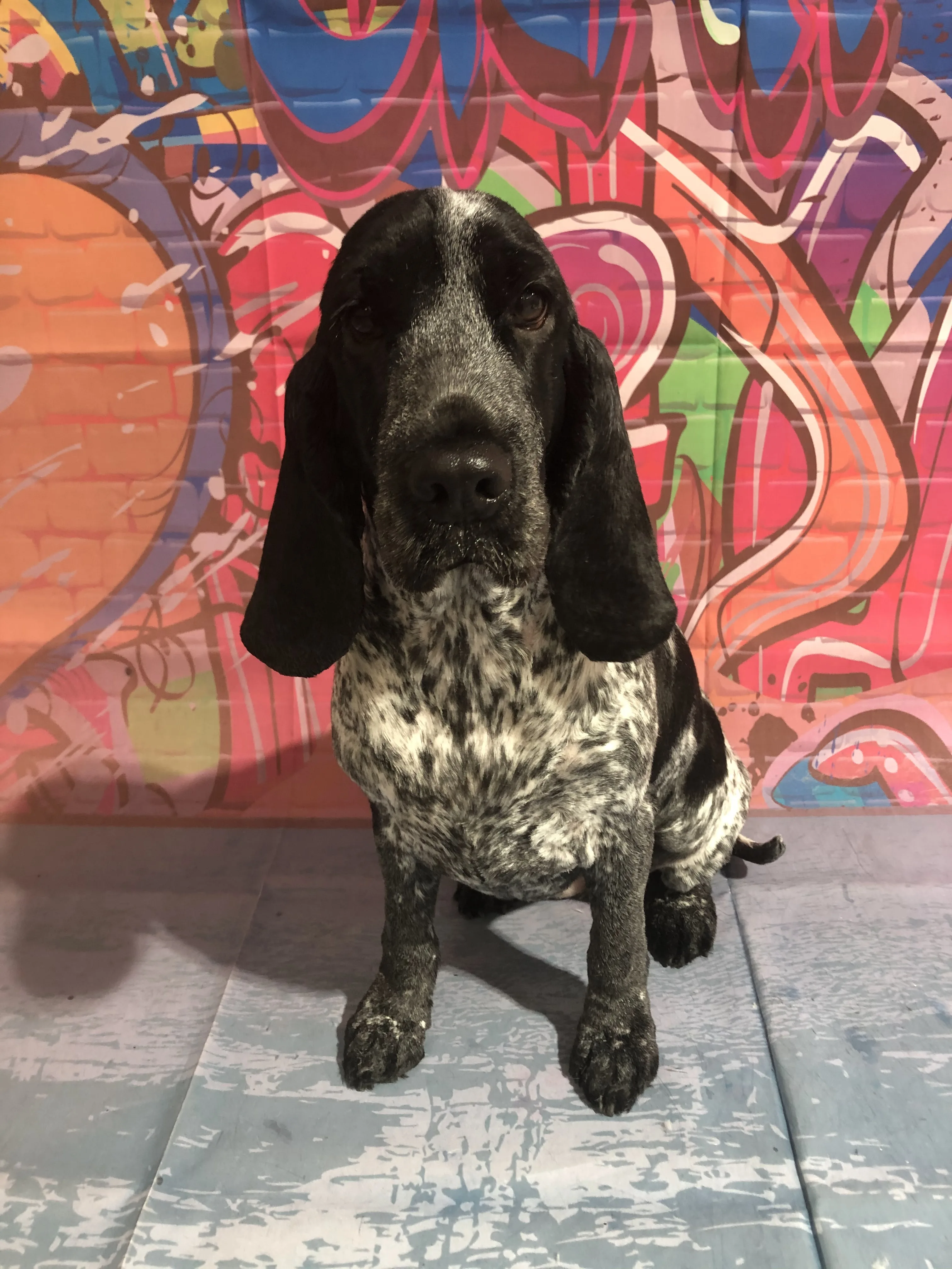 Blue-ticked German Shorthaired Pointer sitting against a colourful graffiti wall backdrop on a blue-washed floor