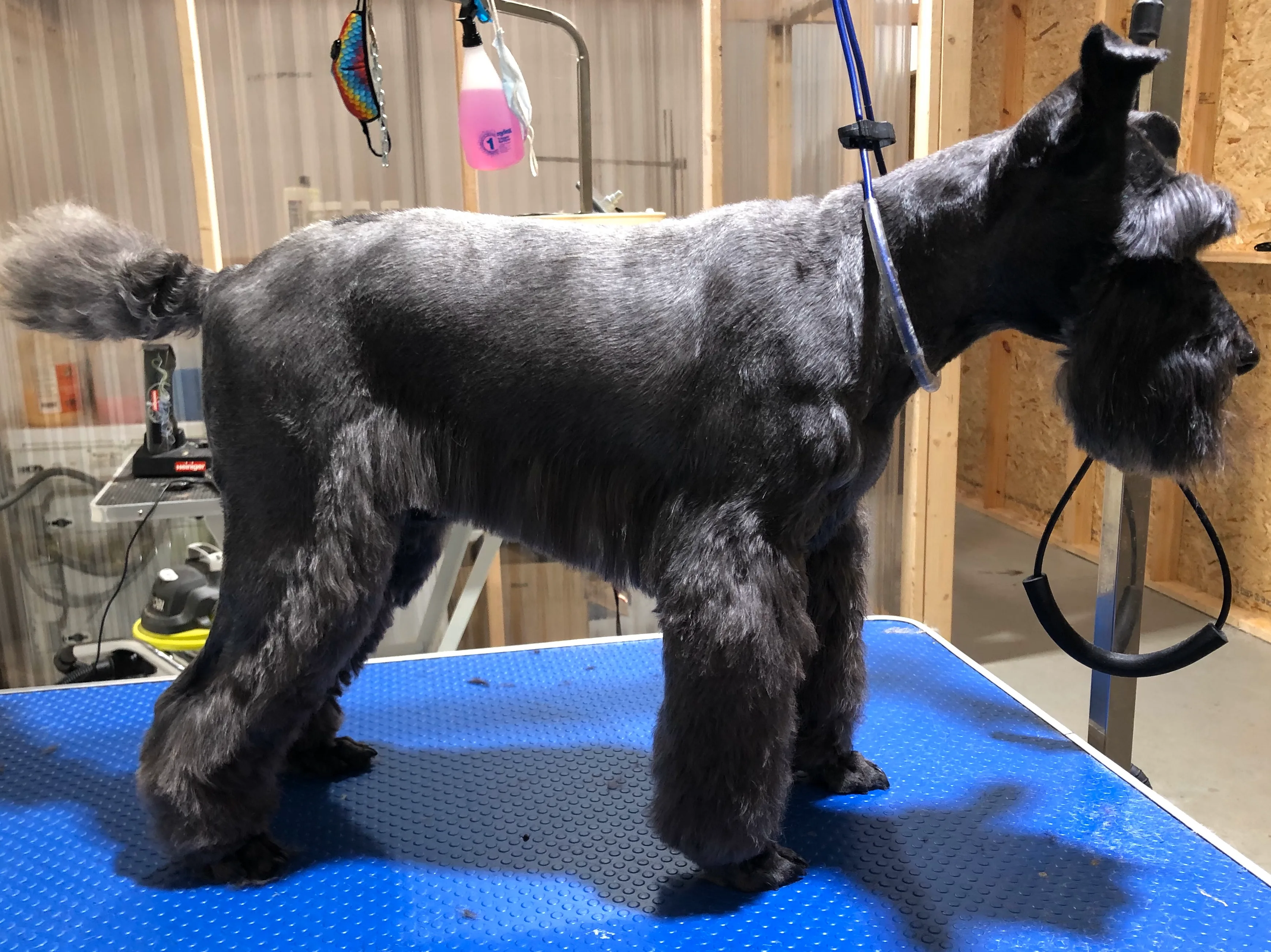 Slate mini schnauzer in full side profile on the grooming table, the boutique workshop fit-out behind
