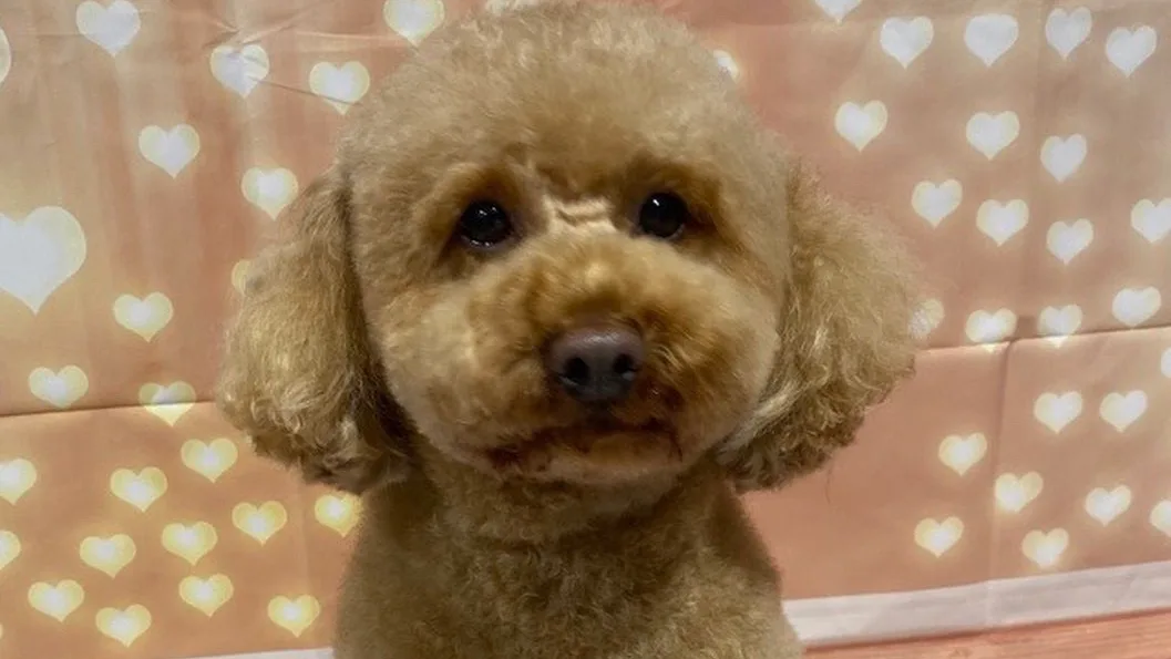 Apricot toy poodle, scissored round face, rose-gold heart-bokeh backdrop
