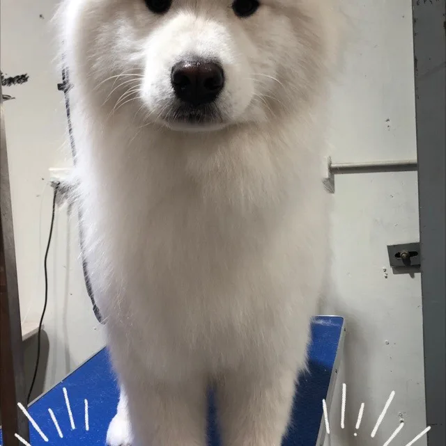 White Samoyed puppy photographed front-on with a beautifully fluffed coat