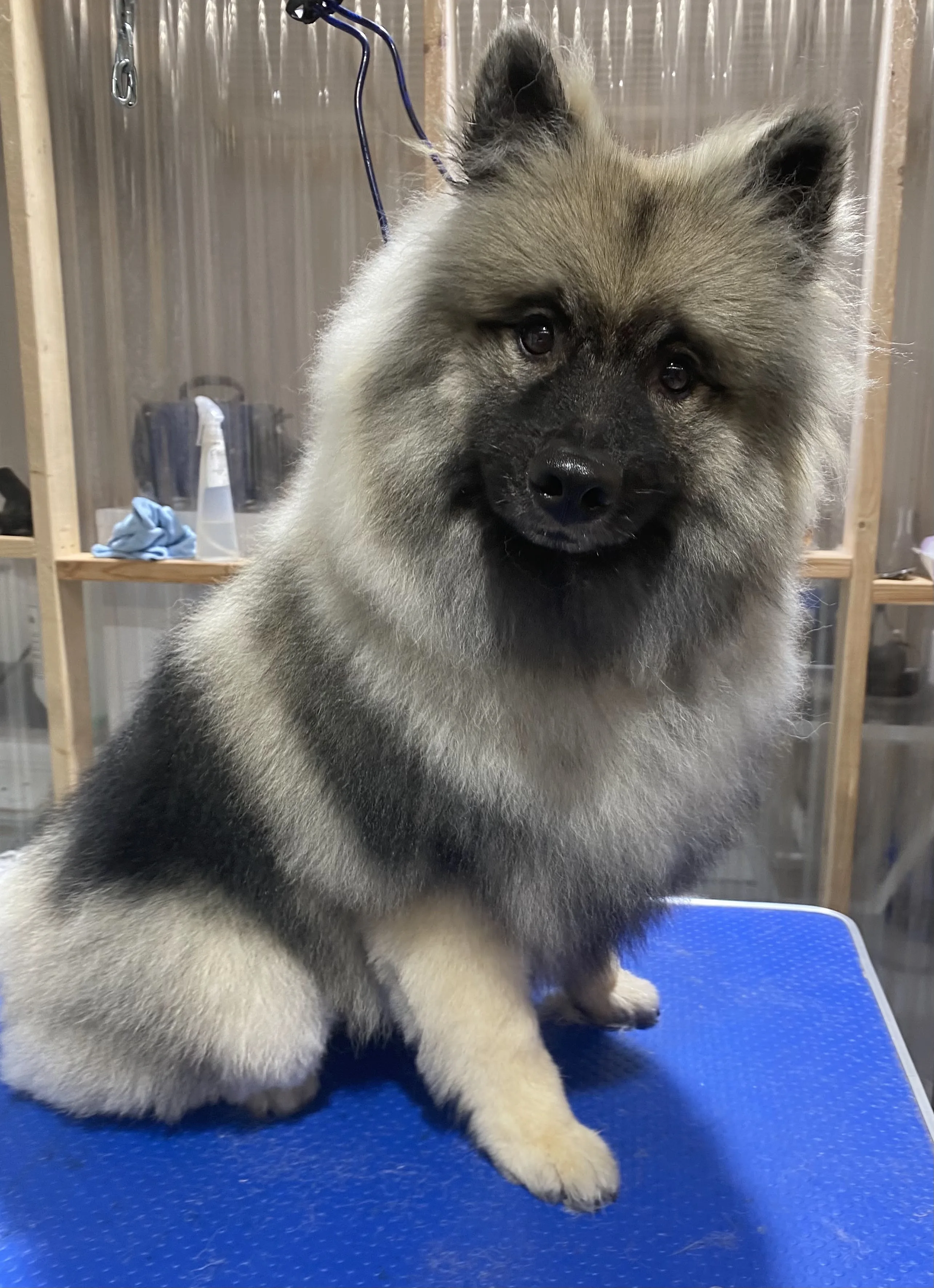 Grey Keeshond with plush blown-out coat on grooming table