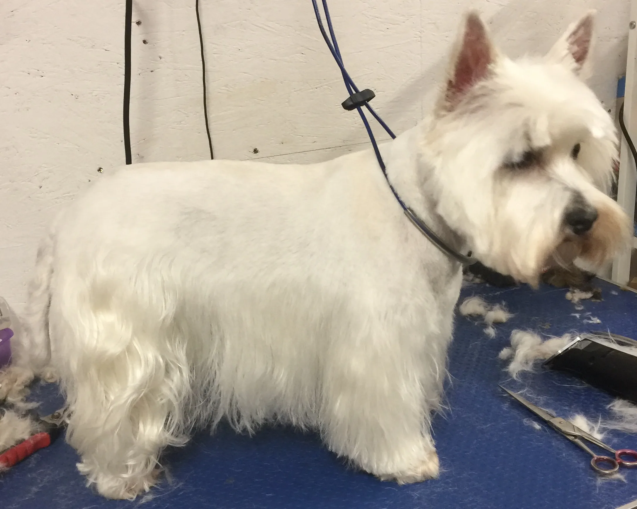White West Highland terrier mid-groom on the blue table, scissors and clippers visible alongside fur clippings